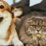 Find out about Sans grain Treats