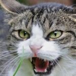 Dread Animosity in Felines