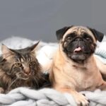 Top Tips For How To Get Felines And Canines To Live respectively