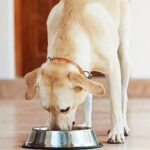 Is Meat Liver Really great for Canines?