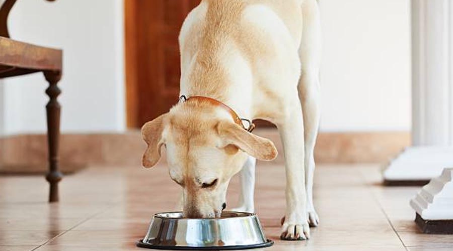 Is Meat Liver Really great for Canines?