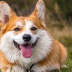 Is Grain Great for Canines?