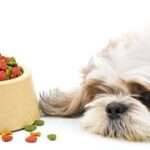 Understanding How to Manage Finicky Eaters in Canines