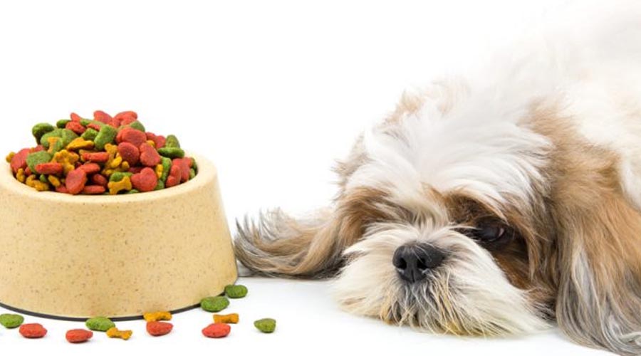 Understanding How to Manage Finicky Eaters in Canines