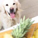 Is Pineapple a Protected Nourishment for Canines to Consume?