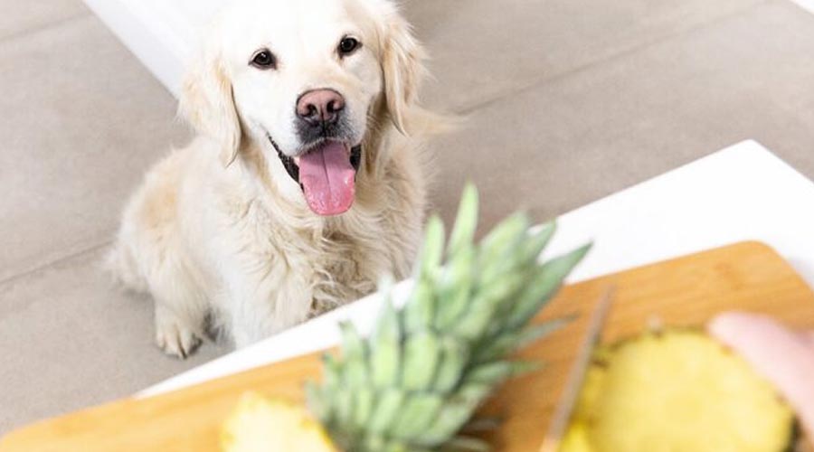 Is Pineapple a Protected Nourishment for Canines to Consume?