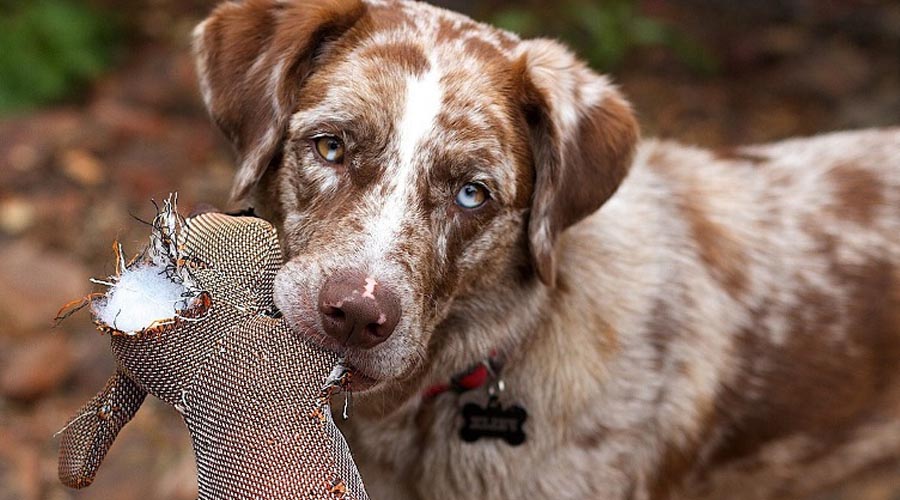 Tips On What To Do Assuming Your Canine Is A Forceful Chewer