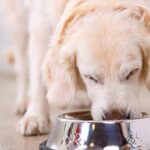 Will Canines Consume Eggs? 7 Stunning Realities to Be aware