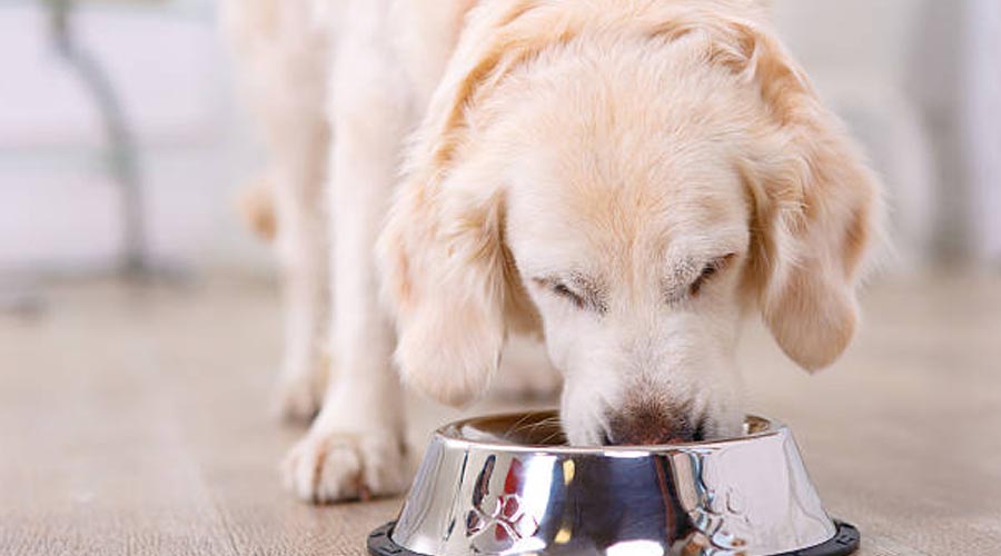 Will Canines Consume Eggs? 7 Stunning Realities to Be aware