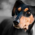 Hypothyroidism in canines