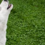 What Makes Canines Yell? – 5 Realities you want to be aware