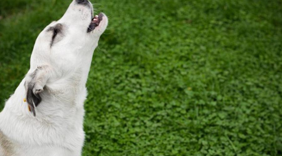 What Makes Canines Yell? – 5 Realities you want to be aware