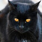 7 staggering Dark Feline Stories