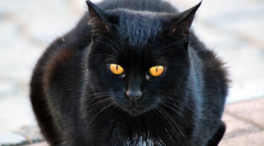 7 staggering Dark Feline Stories