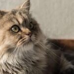 Why Embracing Senior Felines Can Be Smart