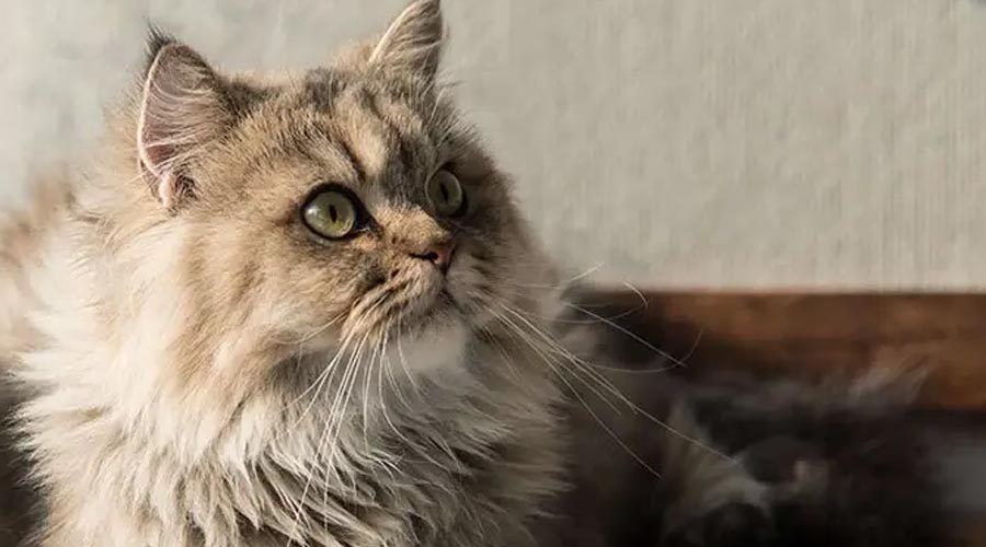 Why Embracing Senior Felines Can Be Smart