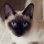 Siamese Feline Names