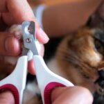 The most effective method to Manage Your Canine’s Nails