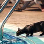 For what reason Do Felines Can’t stand Water? Top 10 Reasons