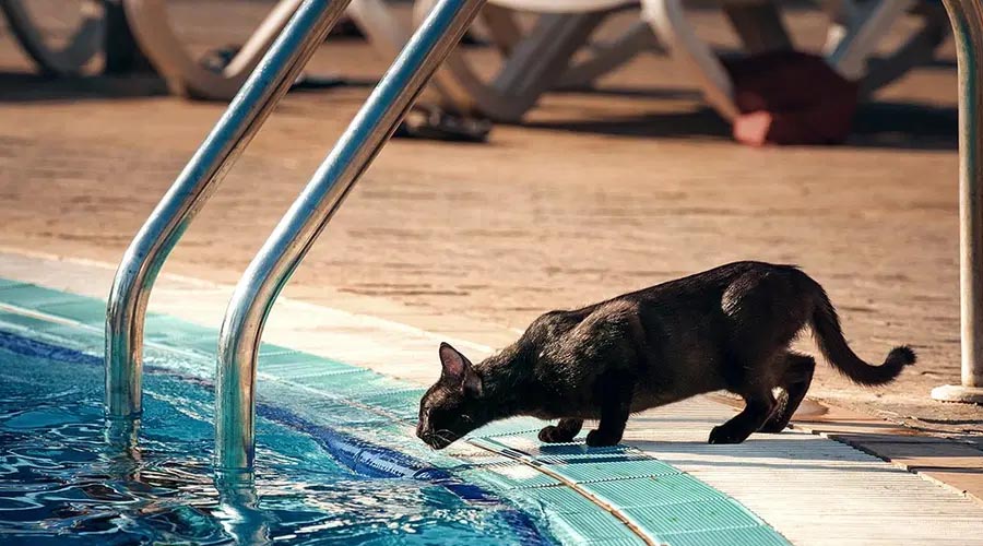 For what reason Do Felines Can’t stand Water? Top 10 Reasons