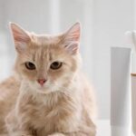 Instructions to Clean Your Feline’s Teeth at Home