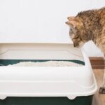 Step by step instructions to Change to Another Feline Litter