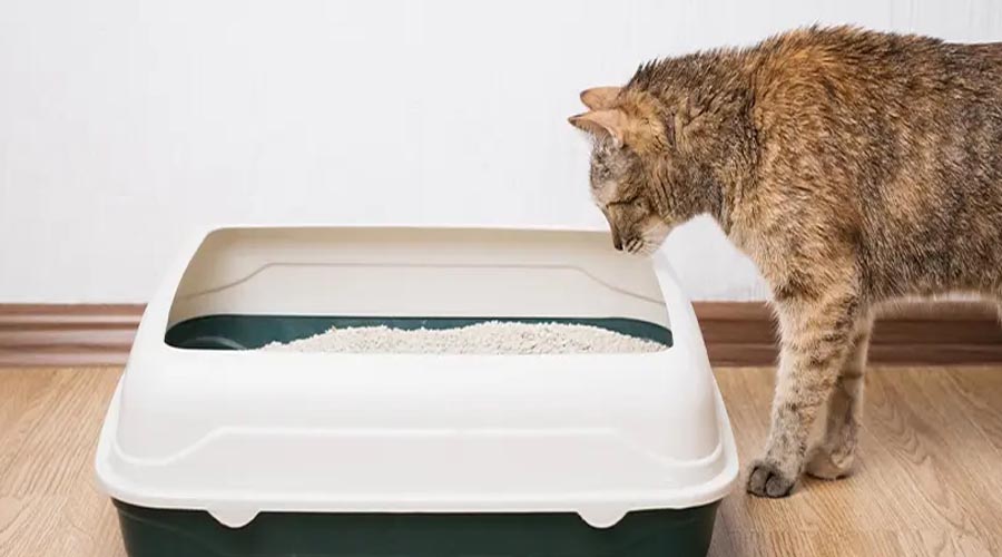 Step by step instructions to Change to Another Feline Litter