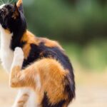 Ticks on Felines – What to Be aware