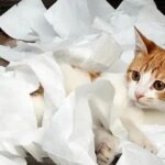 Ways to tidy Up After Felines