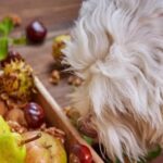 Will Canines Eat Walnuts?