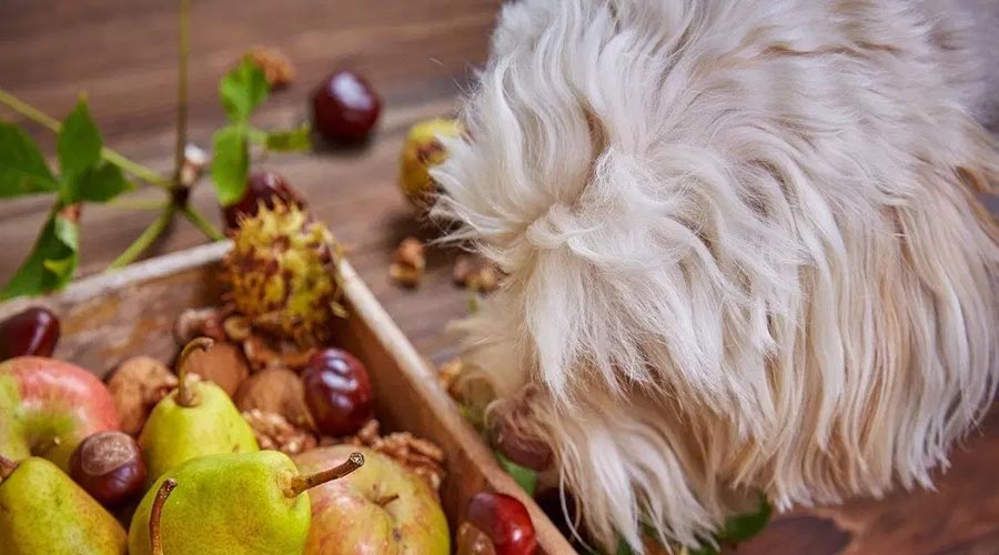 Will Canines Eat Walnuts?