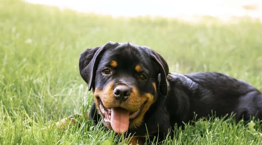 Will Canines Eat Plantains?