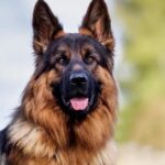 Official Dogs: A Background marked by Canine Colleagues in the White House