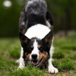 Atopic Dermatitis in Canines: Understanding and Dealing with the Tingle