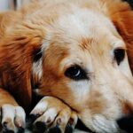 Could Canines Eat Soil? How Hurtful Is it for Canines?