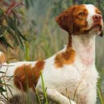 Top Hunting Canine Names