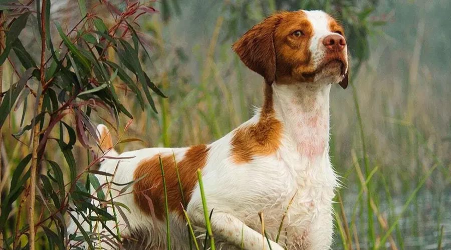 Top Hunting Canine Names