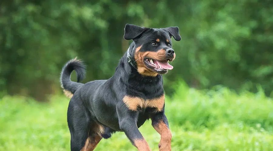 Top 10 Best Blended Canine Varieties