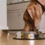 How Long Might a Canine at any point Do Without Eating?