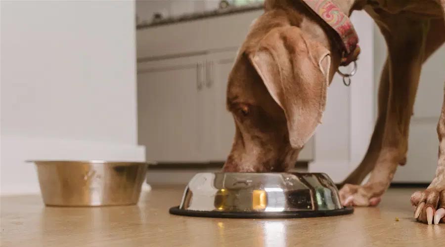 How Long Might a Canine at any point Do Without Eating?