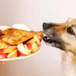 Will Canines Eat Turkey? A Thanksgiving Guide for Pet Guardians