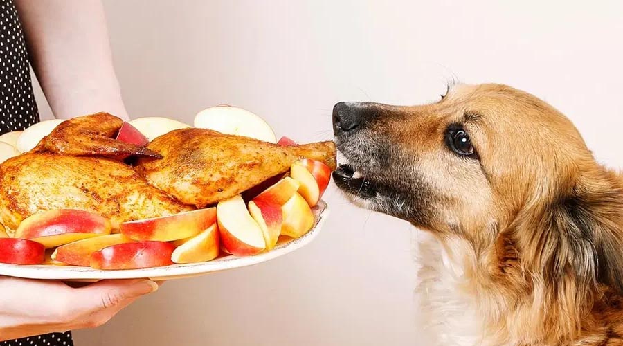 Will Canines Eat Turkey? A Thanksgiving Guide for Pet Guardians