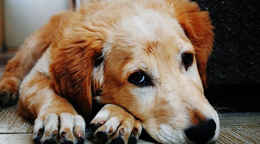 Is Earthy colored Rice Really great for Canines?