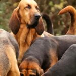 Lipoma Evacuation for Canines: 2024 Value Guide