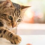 What Can Felines Eat? What is and isn’t Ok for Your Feline