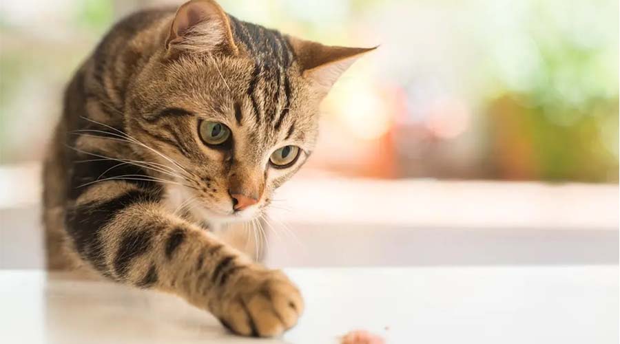 What Can Felines Eat? What is and isn’t Ok for Your Feline