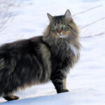 What is a Norwegian Backwoods Feline’s Character?