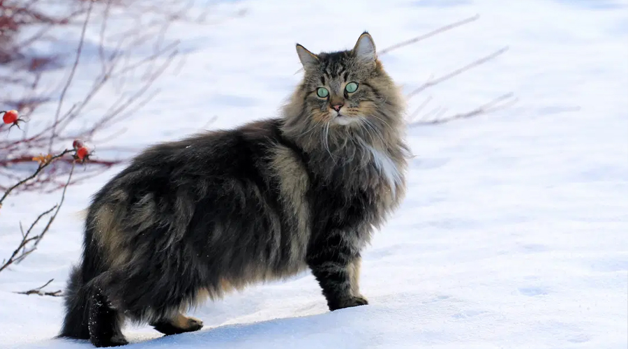 What is a Norwegian Backwoods Feline’s Character?