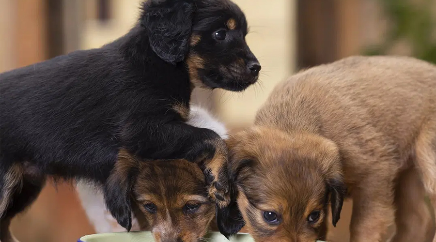 These States Have the Most/Least Pet Parasite Claims This Late spring