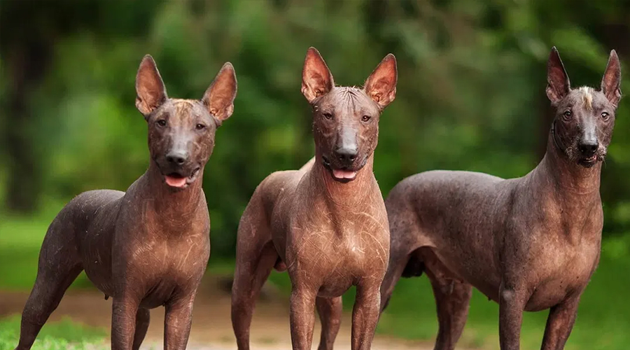 Could Canines Drink Milk? The amount Milk Can Canines Drink?